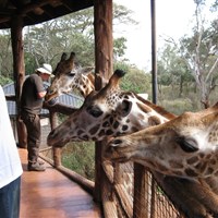 Žirafí centrum v Nairobi - Keňa-Nairobi-Giraffe Centre - www.marco-polo.cz