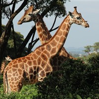 Žirafí centrum v Nairobi - Keňa-Nairobi-Giraffe Centre - www.marco-polo.cz
