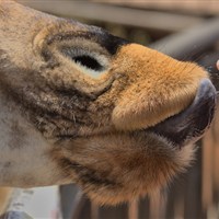 Žirafí centrum v Nairobi - Keňa-Nairobi-Giraffe Centre - www.marco-polo.cz