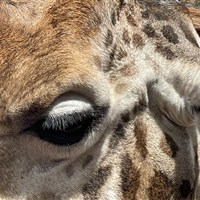 Žirafí centrum v Nairobi - Keňa-Nairobi-Giraffe Centre - www.marco-polo.cz