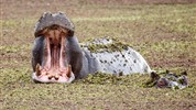 Expedice jižní Afrikou - Jihoafrická republika, Namibie, Botswana a Zimbabwe