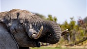 Expedice jižní Afrikou - Jihoafrická republika, Namibie, Botswana a Zimbabwe