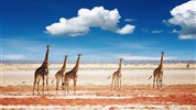 Expedice Namibií: Od dun Sossusvlei po safari v Etosha