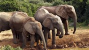Safari v Jižní Africe: Národní park Kruger a Panorama Route