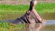 Safari v Jižní Africe: Národní park Kruger a Panorama Route