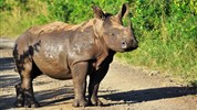 Safari v Jižní Africe: Národní park Kruger a Panorama Route