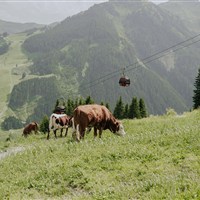 Hotel Glemmtalerhof (S) - www.marco-polo.cz