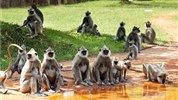 Vánoce a Silvestr na Srí Lance - okruh a pobyt u moře - Sri Lanka_Anuradhapura