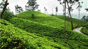 Vánoce a Silvestr na Srí Lance - okruh a pobyt u moře - Srí Lanka_čajová plantáž