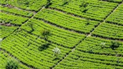 Vánoce a Silvestr na Srí Lance - okruh a pobyt u moře - Srí Lanka_čajová plantáž
