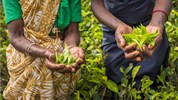 Vánoce a Silvestr na Srí Lance - okruh a pobyt u moře - Sri Lanka_Nuwara Elyia_čaj