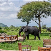 Olkambe Simba Lodge  4* plus - Tanzanie_Tarangire_Olkambe Simba Lodge - www.marco-polo.cz