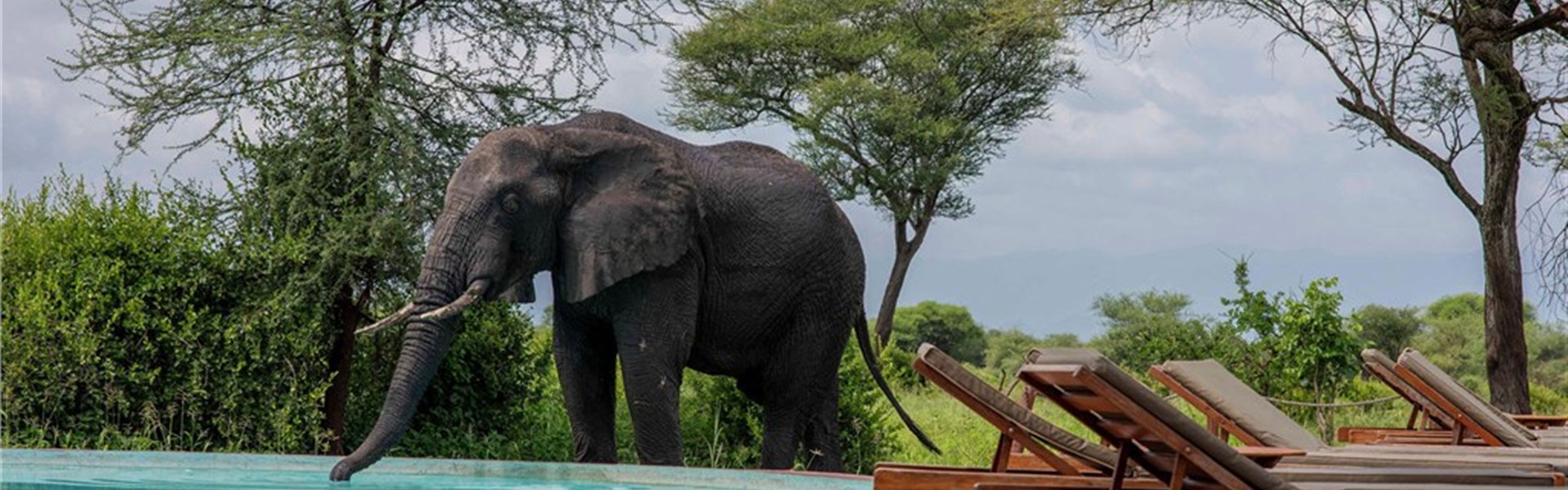 Marco Polo - Olkambe Simba Lodge  4* plus - Tanzanie_Tarangire_Olkambe Simba Lodge
