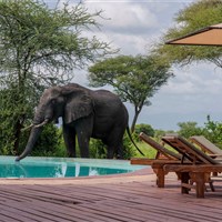 Olkambe Simba Lodge  4* plus - Tanzanie_Tarangire_Olkambe Simba Lodge - www.marco-polo.cz