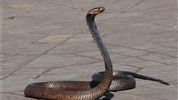 4 denní Marrákeš přímým letem - Tančící kobra na tržišti