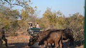 Náklaďákem - Velký okruh Jihoafrickou republikou - Jihoafricka_Balula Bush Lodge_safari