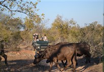 Náklaďákem na safari do Krugerova NP