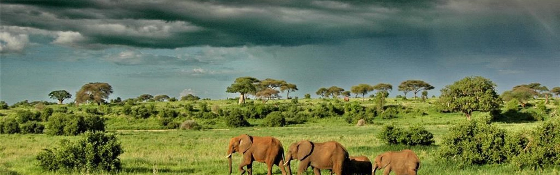 Marco Polo - Oliver´s Camp Tarangire - Tanzanie-Oliver-s-Camp