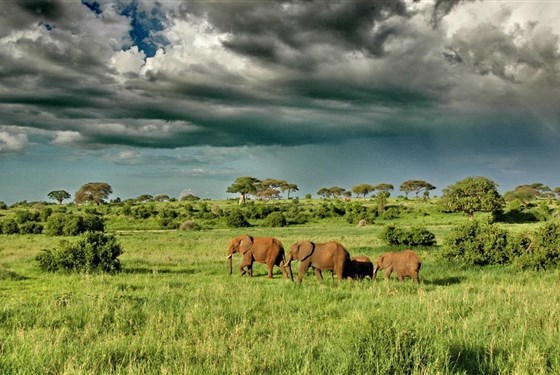 Marco Polo - Oliver´s Camp Tarangire - Tanzanie-Oliver-s-Camp