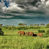 Oliver´s Camp Tarangire - Tanzanie-Oliver-s-Camp - ckmarcopolo.cz