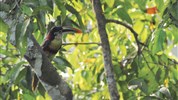 Balíček: Amazonie - Inkaterra Concepción