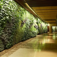 Sofitel The Palm Dubai - živé zelené stěny v hotelových chodbách - ckmarcopolo.cz