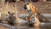 Po stopách bengálského tygra do nejchudší země světa