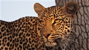 Mohlabetsi Safari Lodge - Chlouba lokality - leopardí samice, která má v okolí Mohlabetsi své teritoŕium.
