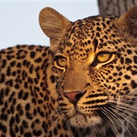 Mohlabetsi Safari Lodge - Chlouba lokality - leopardí samice, která má v okolí Mohlabetsi své teritoŕium. - ckmarcopolo.cz