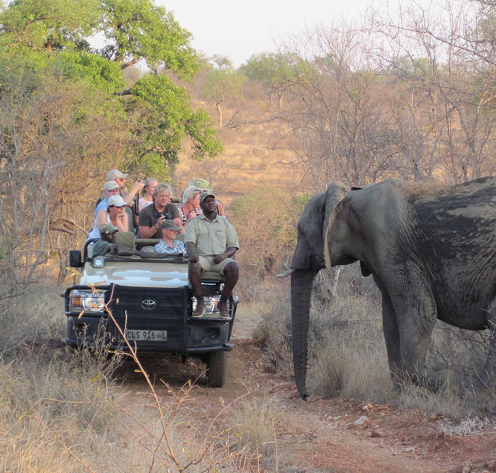 Mohlabetsi Safari Lodge - Na safari se vyjíždí dvakrát denně.