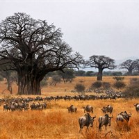 Tarangire Sopa Lodge - Tarangire je rezervací vyhlášenou slony a baobaby. - ckmarcopolo.cz