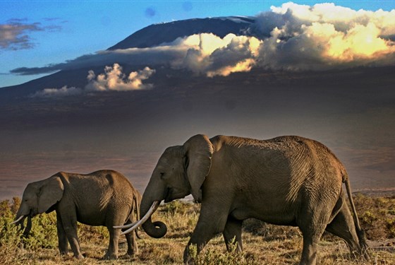 Marco Polo - Amboseli Sopa Lodge - Kilimanjaro a sloni - dvě největší atrakce Amboseli.