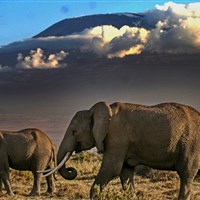 Amboseli Sopa Lodge - Kilimanjaro a sloni - dvě největší atrakce Amboseli. - ckmarcopolo.cz
