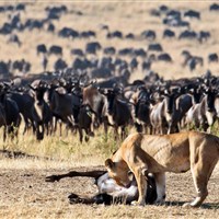 Masai Mara Sopa Lodge - Rozlehlé pláně Masai Mara se v době Velké migrace zaplní pakoni a zebrami. - ckmarcopolo.cz