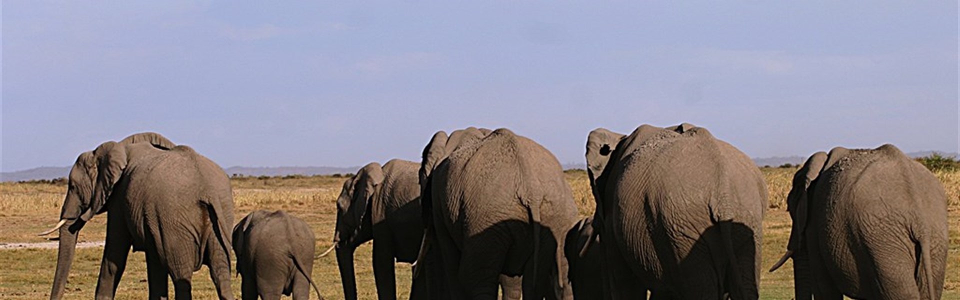 Marco Polo - Ol Tukai Lodge Amboseli - Sloni jsou opravdovými vládci Amboseli.