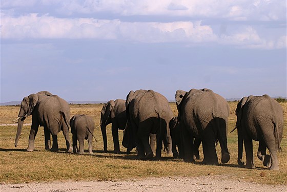 Marco Polo - Ol Tukai Lodge Amboseli - Sloni jsou opravdovými vládci Amboseli.