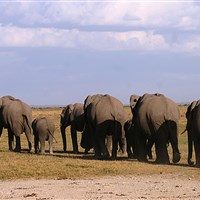 Ol Tukai Lodge Amboseli - Sloni jsou opravdovými vládci Amboseli. - ckmarcopolo.cz