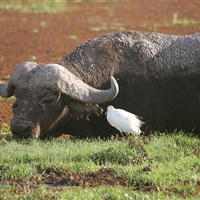 Ol Tukai Lodge Amboseli - Mokřady napájené vodou z Kilimajara milují i buvoli. - ckmarcopolo.cz