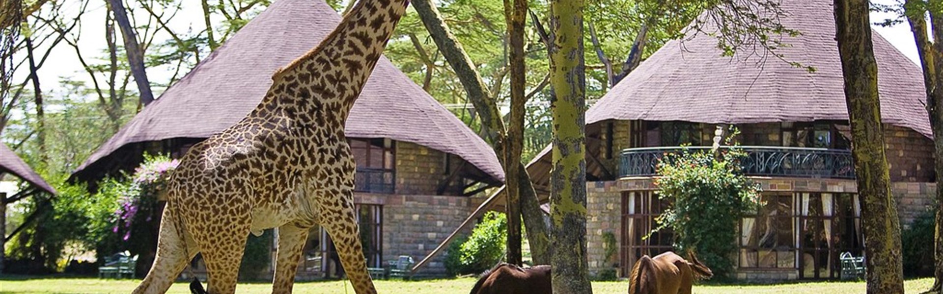 Marco Polo - Lake Naivasha Sopa Resort - Žirafy, koně a různé druhy antilop můžete vidět z bezprostřední blízkosti.