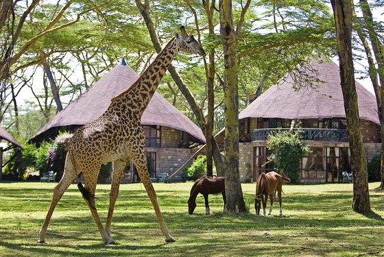 Marco Polo - Lake Naivasha Sopa Resort - Žirafy, koně a různé druhy antilop můžete vidět z bezprostřední blízkosti.