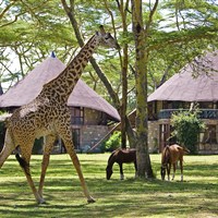 Lake Naivasha Sopa Resort - Žirafy, koně a různé druhy antilop můžete vidět z bezprostřední blízkosti. - ckmarcopolo.cz