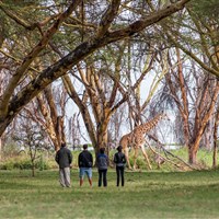 Lake Naivasha Sopa Resort - Procházka hotelovým areálem je vlastně pěším safari. - ckmarcopolo.cz