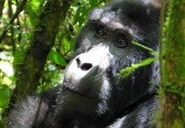 Expedice v náklaďáku nejen za gorilami s anglickým průvodcem