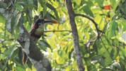 Balíček: Amazonie - Inkaterra Amazonica