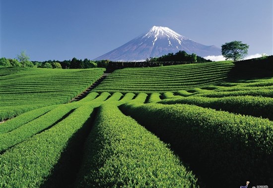 Japonsko: hledání japonské duše s českým průvodcem - Asie