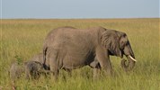 Expedice na safari do Keni a Tanzanie s českým průvodcem