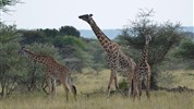 4 parky (Ol Pejeta, jezera Nakuru a Naivasha, Masai Mara) - český průvodce
