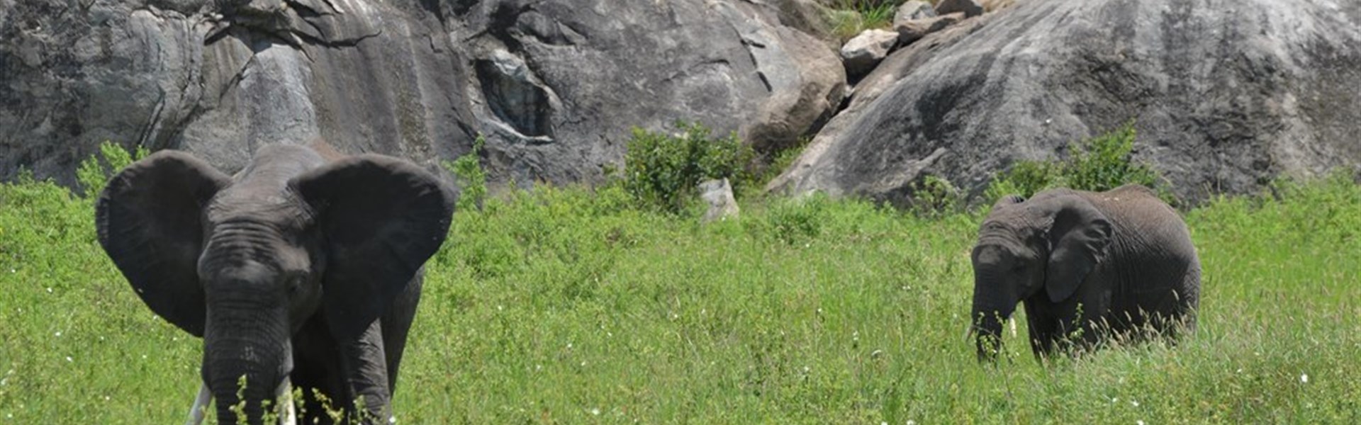 Serengeti - Tanzanie_Serengeti
