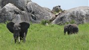 Velká migrace v Serengeti a kráter Ngorongoro a Tarangire - Tanzanie_Serengeti