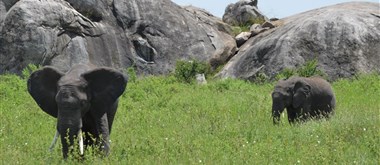 Tanzanie_Serengeti Serengeti - 1